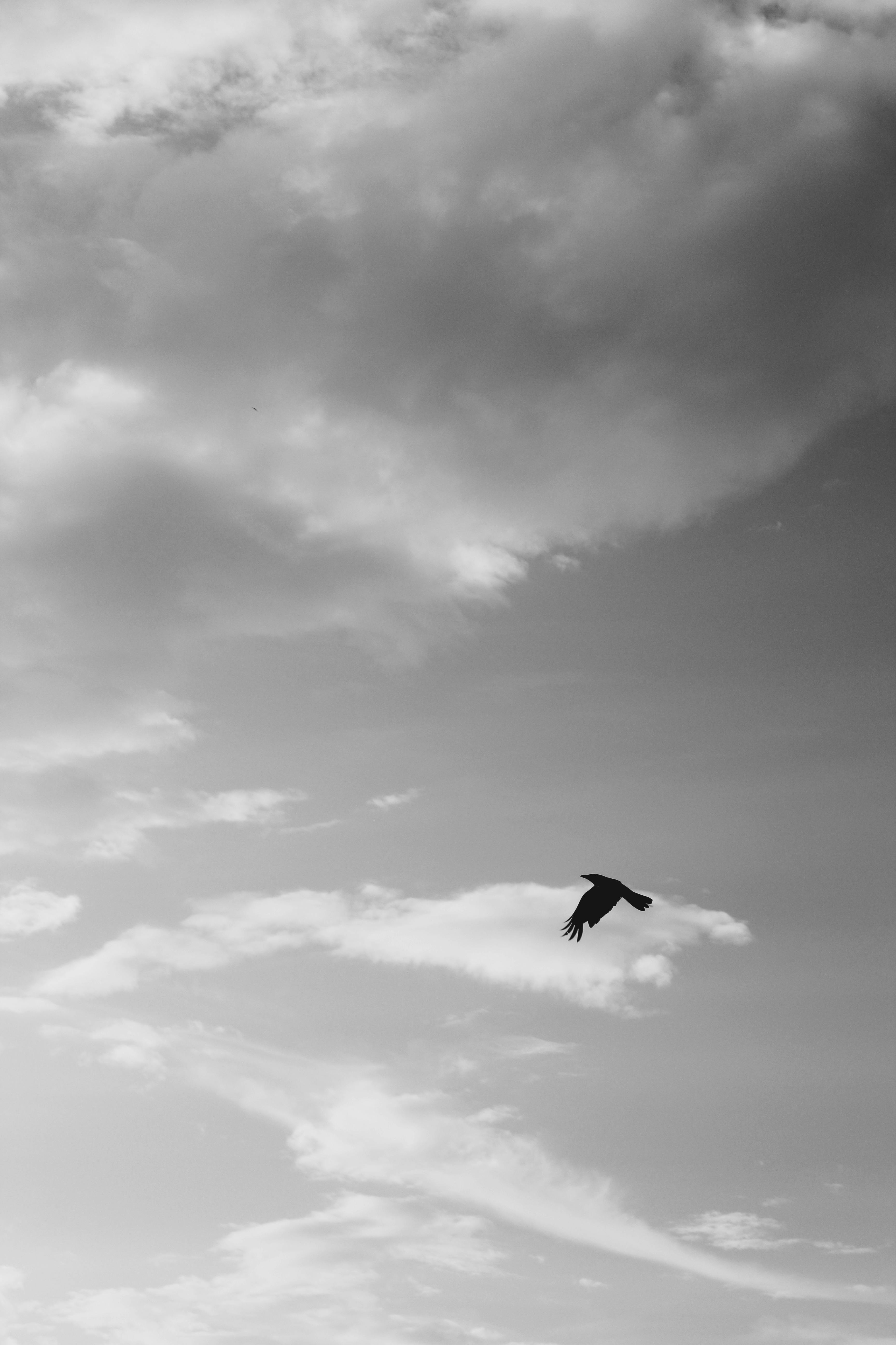 Free stock photo of black and white, crow