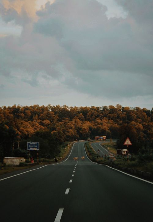 Free A serene highway cutting through an autumn forest with cow crossing signs under a cloudy sky. Stock Photo