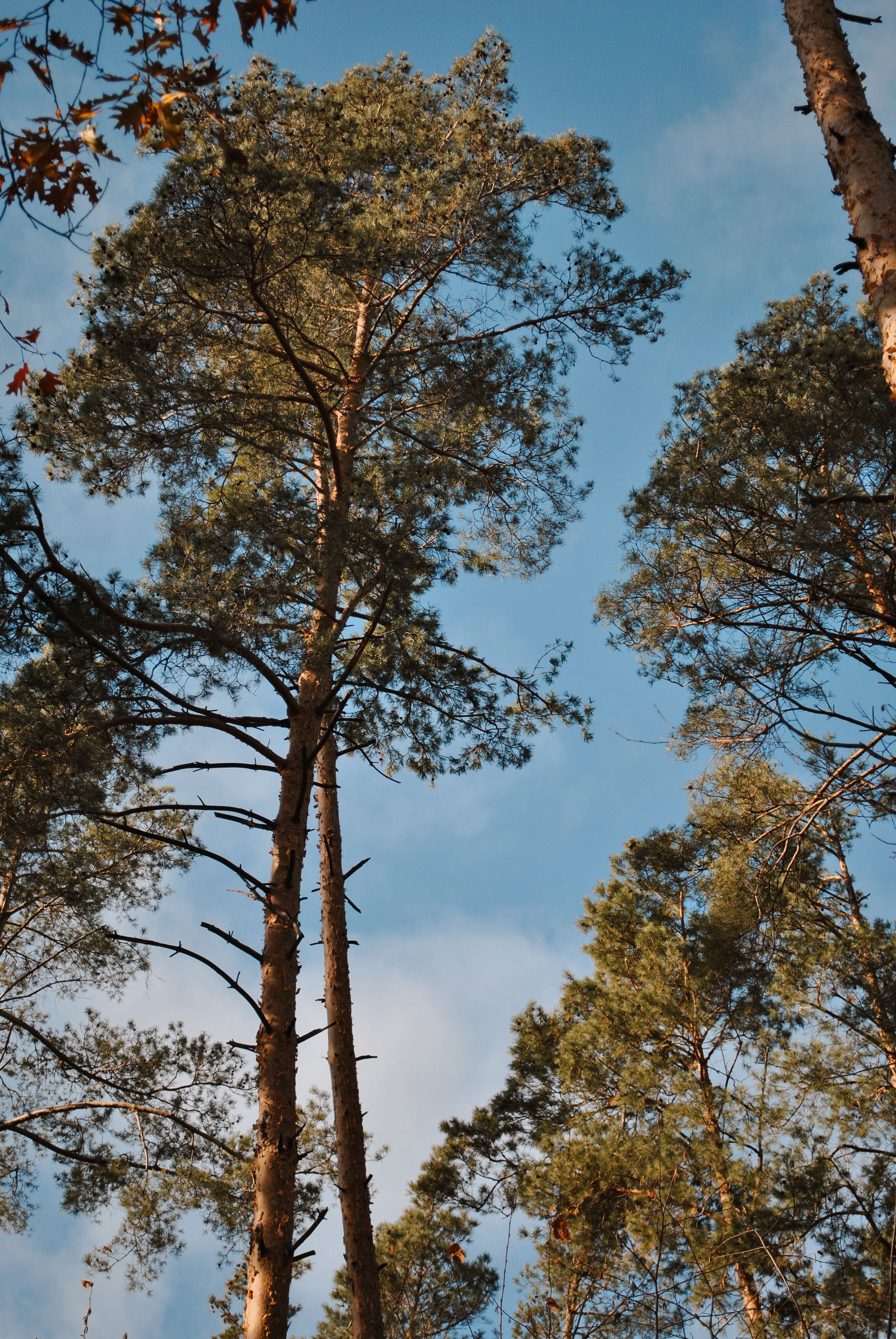 Tall Pine Trees Against Clear Blue Sky · Free Stock Photo
