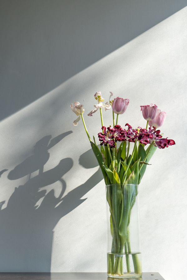 Pink tulips in a glass vase in soft sunlight by Natalie Bond on Pexels