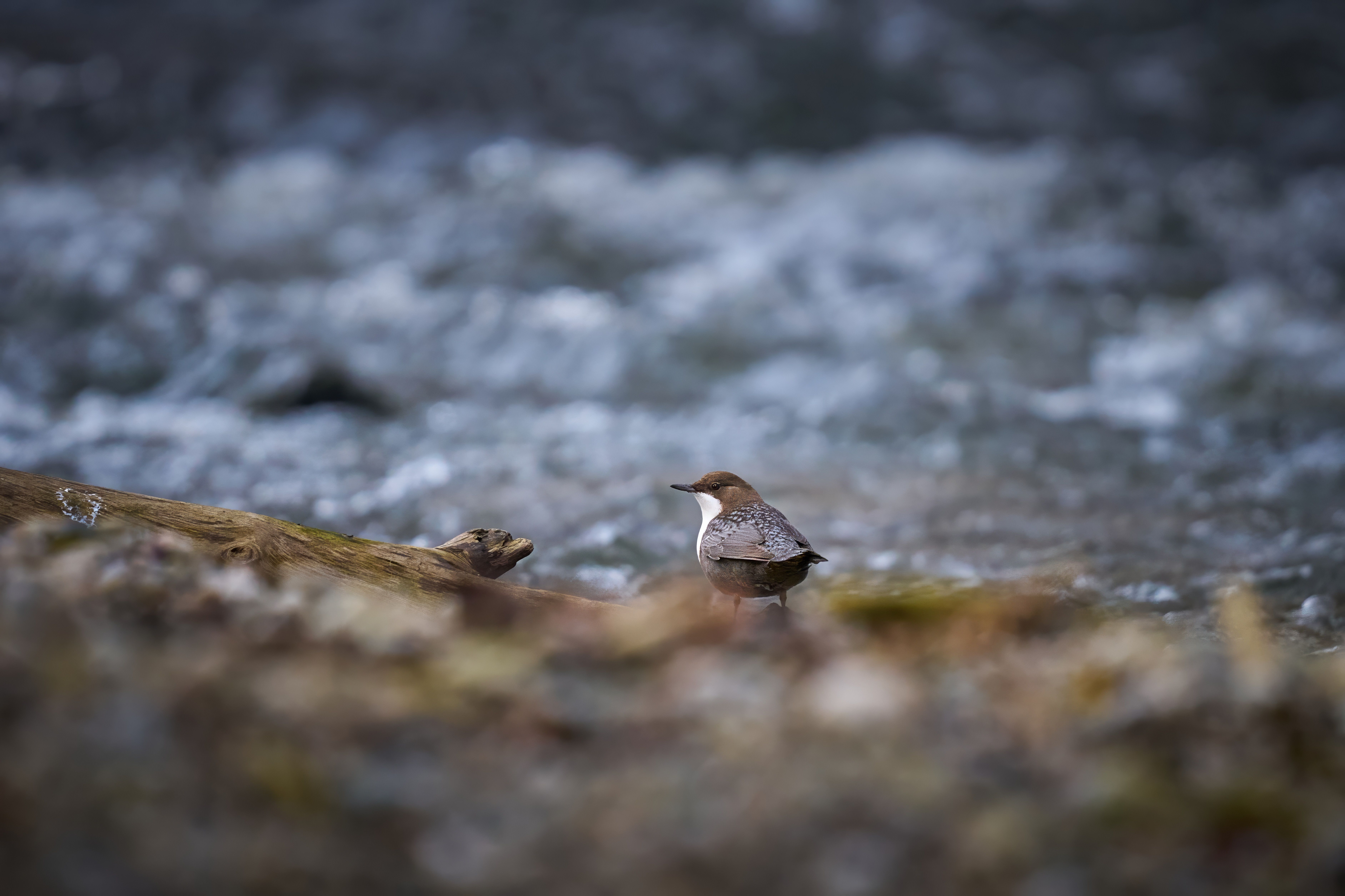 European Dipper by Riverbank in Natural Habitat · Free Stock Photo