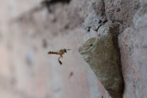 Бесплатное стоковое фото с abejas, cotoca, боливия