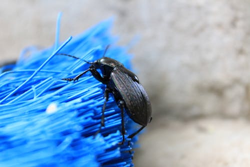 Ingyenes stockfotó bolívia, cotoca, escarabajo témában