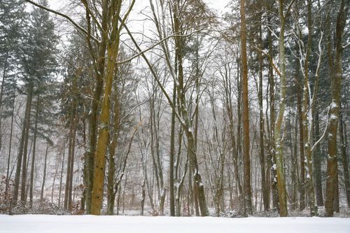 Free Tranquil winter landscape with snow-covered trees in a serene forest. Stock Photo