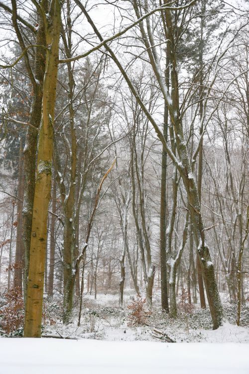Free Tranquil snowy forest scene with tall bare trees in a wintry landscape. Stock Photo