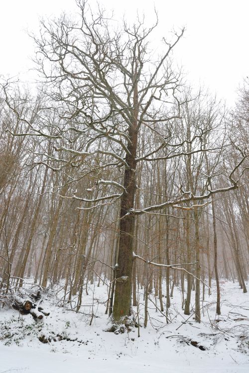 Free Serene winter forest with snow-covered trees and a tranquil ambiance. Stock Photo