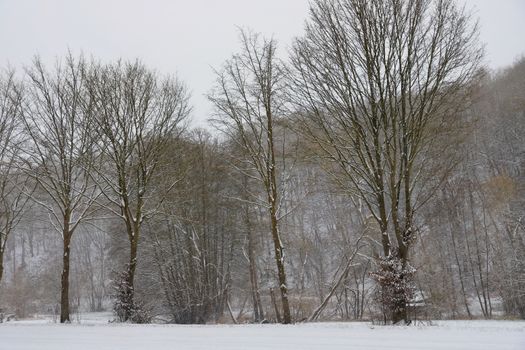 Serene winter landscape featuring snow-covered trees in a peaceful forest setting.
