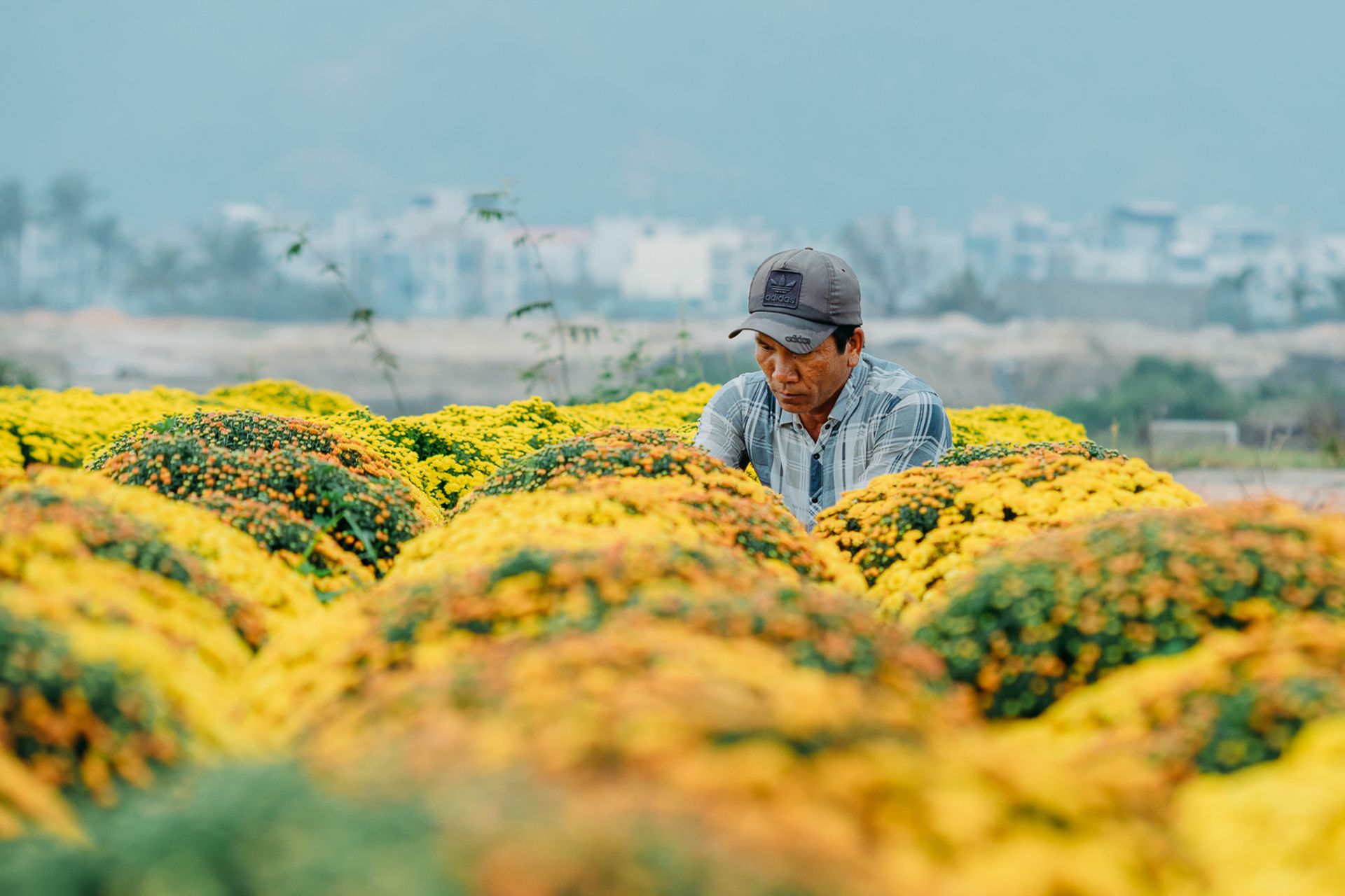 Farmers take care of Tet flower fields in Vietnam