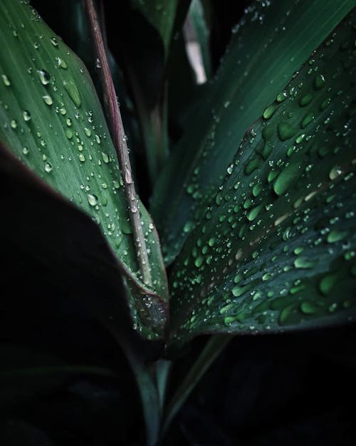 Fotografia Em Close Up De Folha Verde