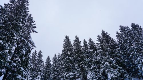 Free Majestic snow-covered pine trees in a serene winter forest setting. Stock Photo