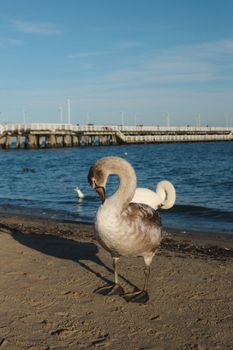 A juvenile swan stands on the sandy beach with a wooden pier and blue sea in the background.