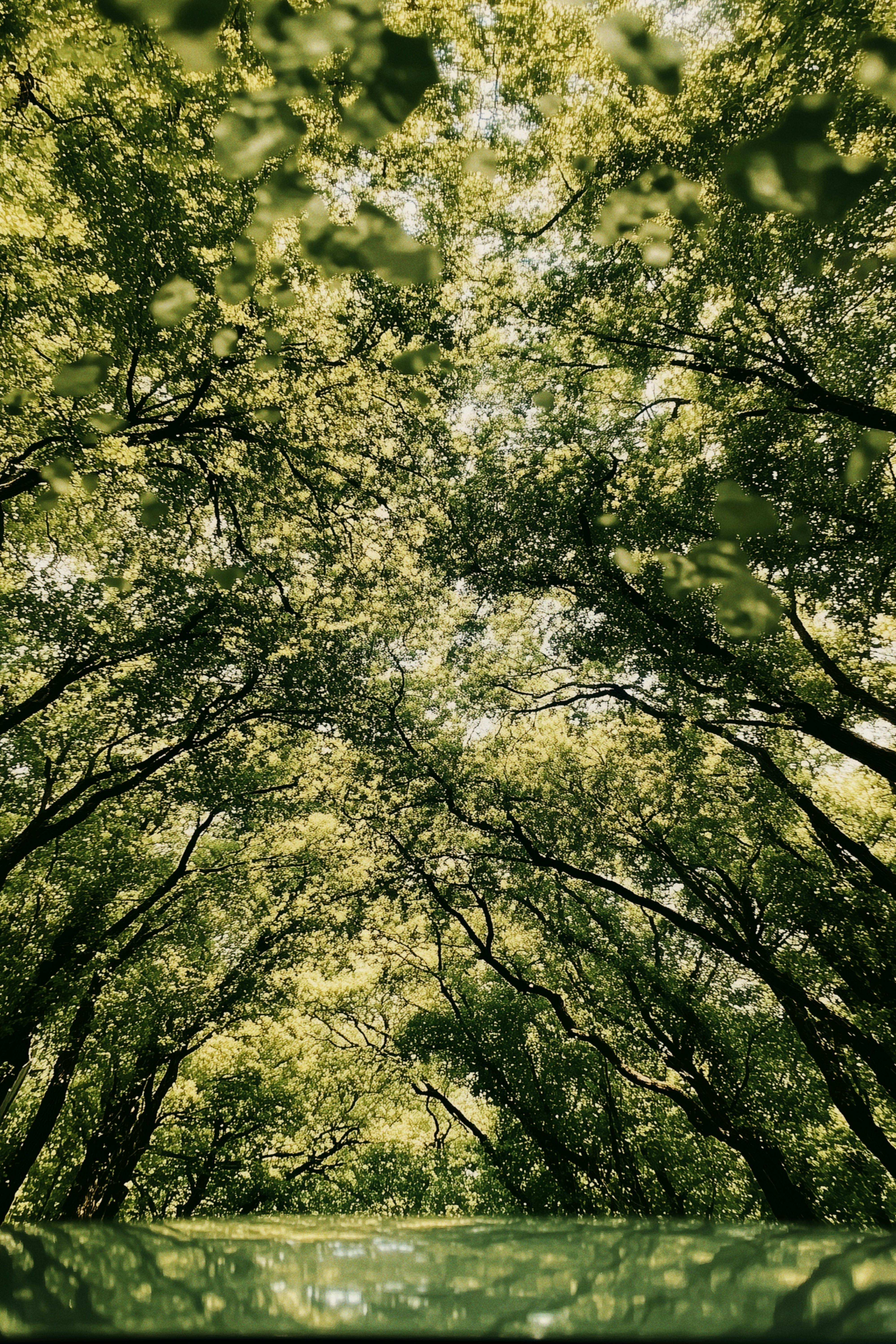 Beautiful view of green tree canopy with sunlight filtering through, creating a serene forest atmosphere.