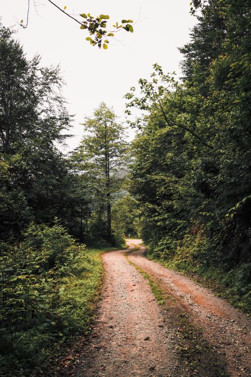 Free A peaceful dirt path winding through lush green forest in summer. Stock Photo
