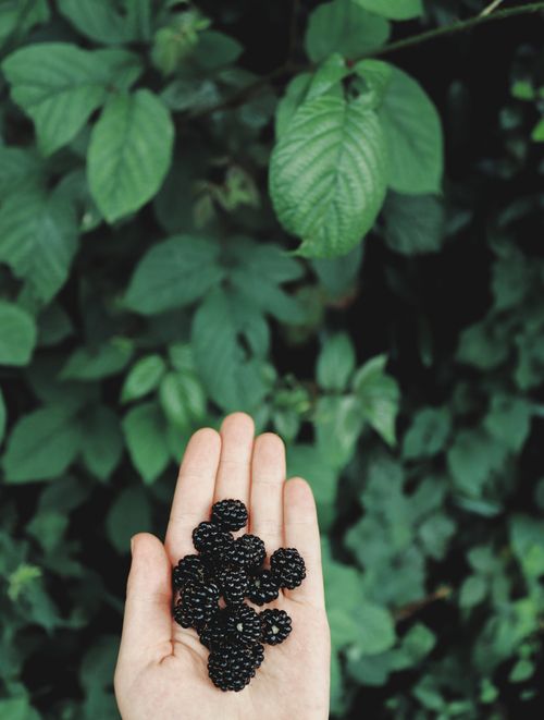 Free A hand holds freshly picked blackberries against a lush green foliage background. Stock Photo