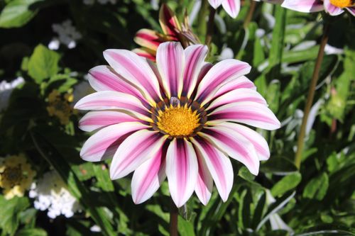 Free Close-up of a vibrant Gazania flower with pink and white petals in sunlight. Stock Photo
