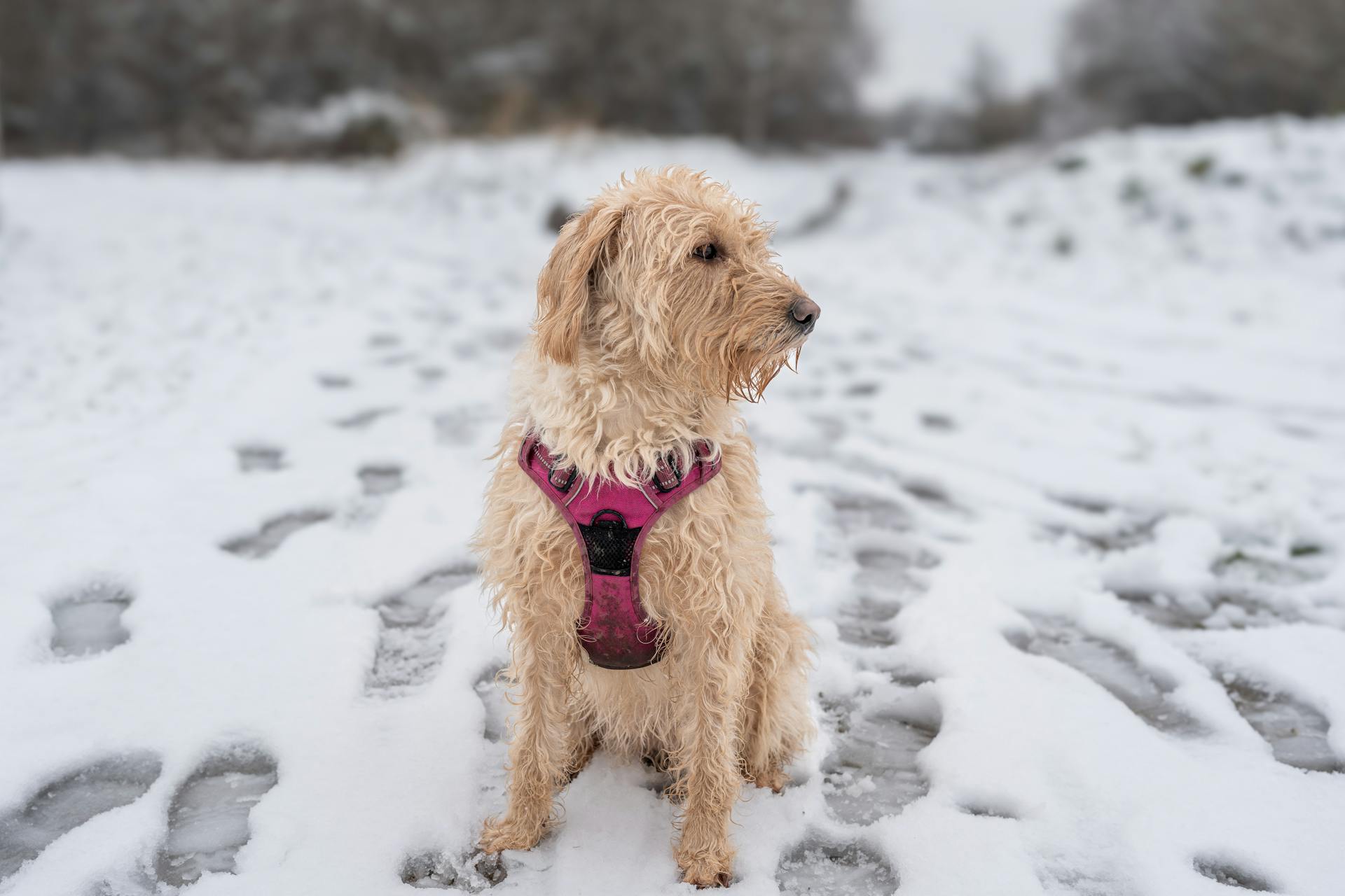 Labradoodle-hond zit op een besneeuwd pad, met een roze harnas.