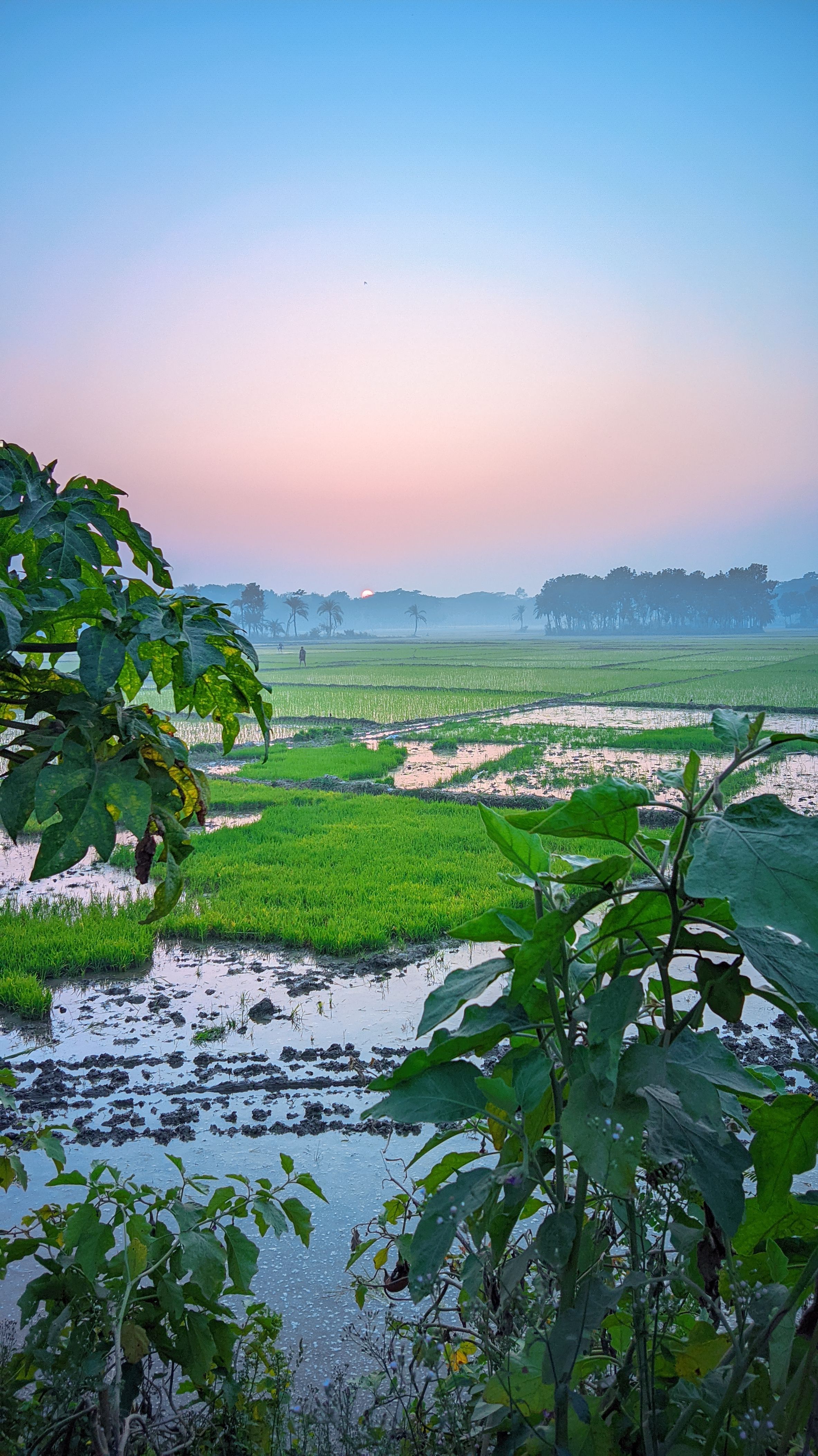 Serene Sunrise Over Lush Green Fields · Free Stock Photo