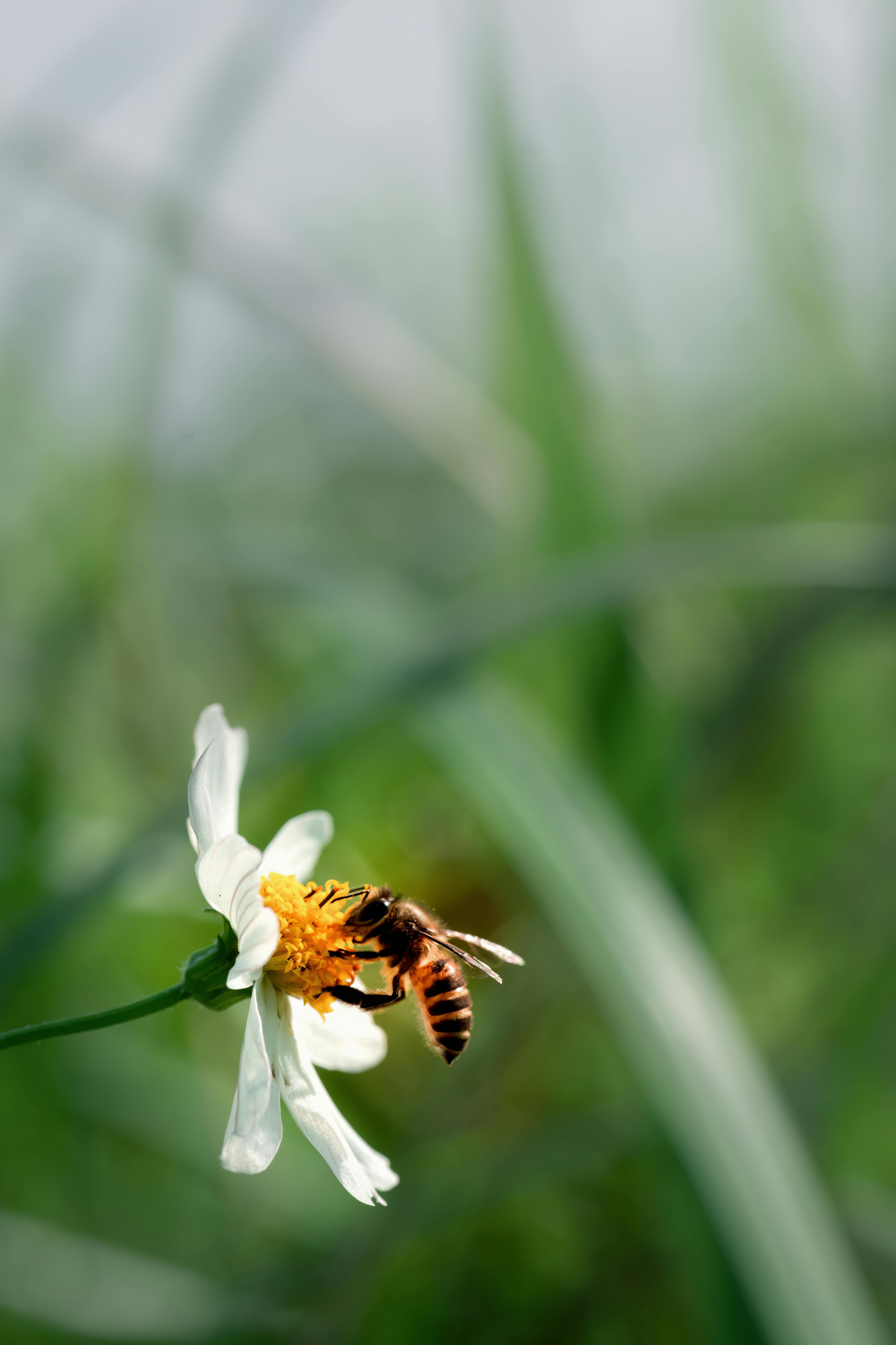 Close-up of a honeybee on white petals in Hualien County, Taiwan.