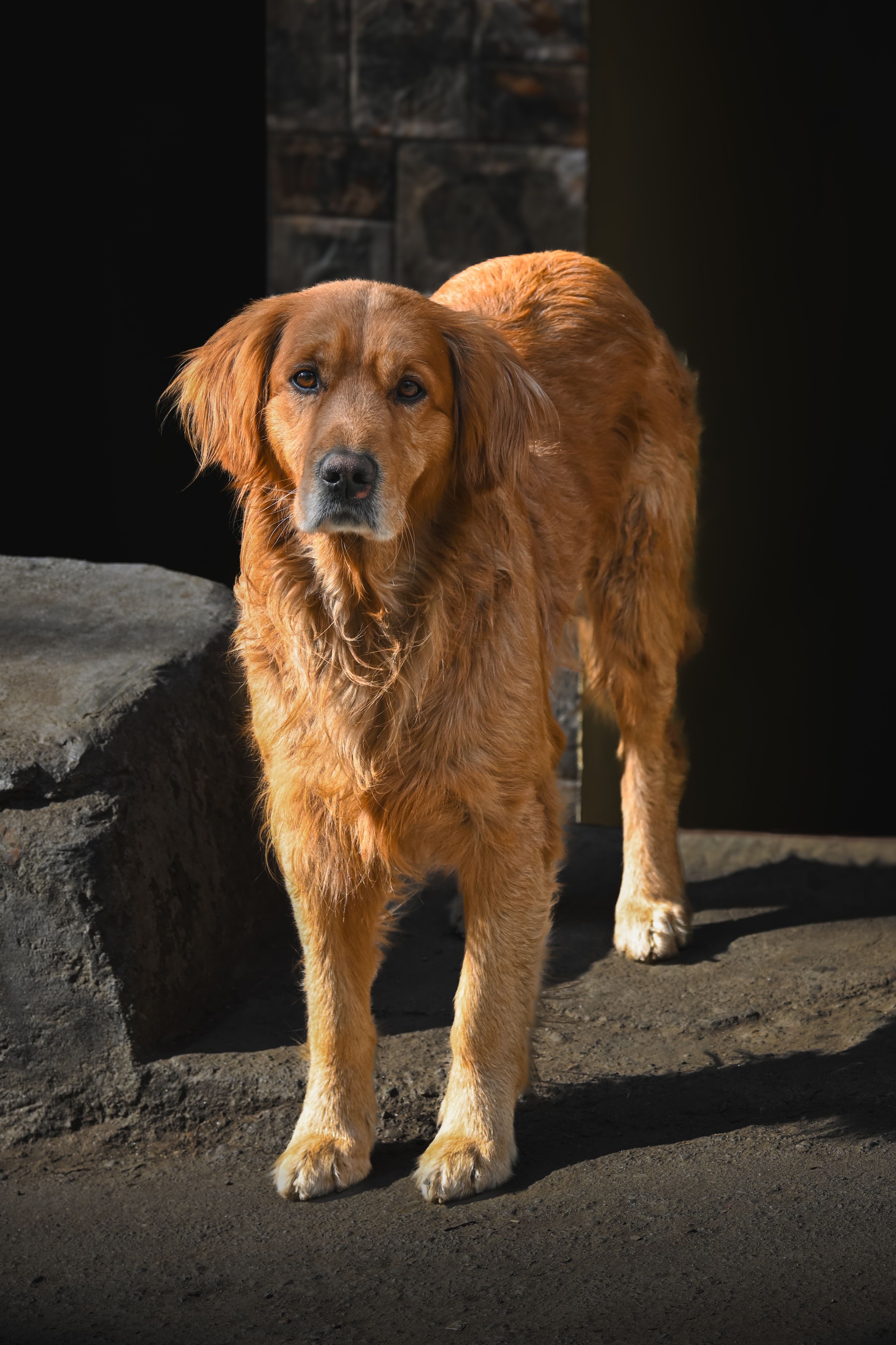 Golden Retriever with a full coat standing outdoors