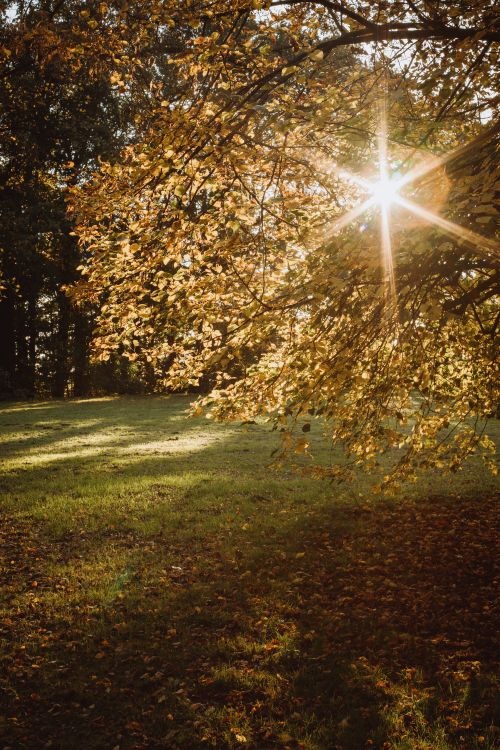 Free A beautiful capture of sunlight streaming through autumn leaves in Langwedel, Germany. Stock Photo