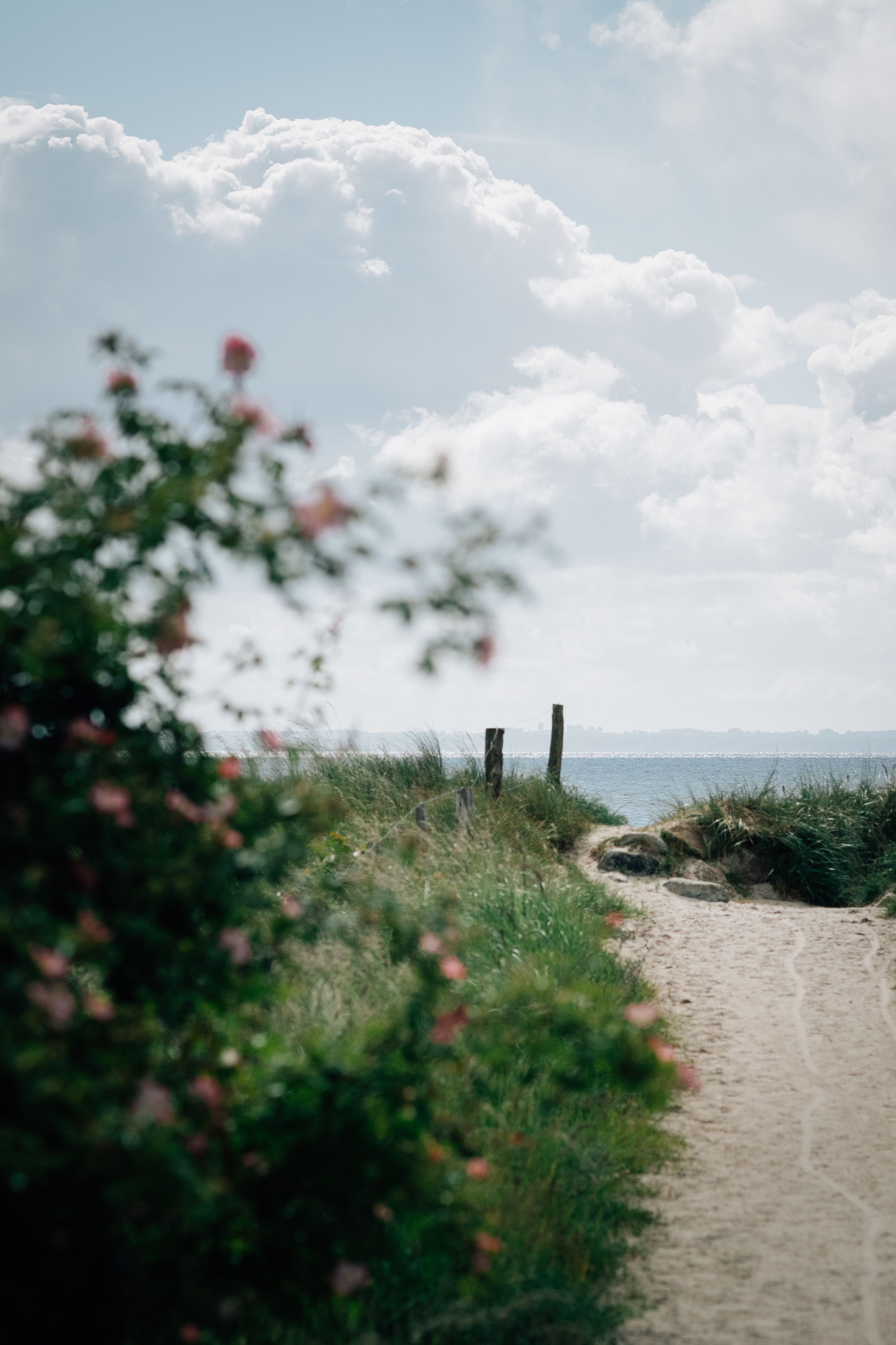 Scenic Baltic Sea Beach Pathway in Summer · Free Stock Photo