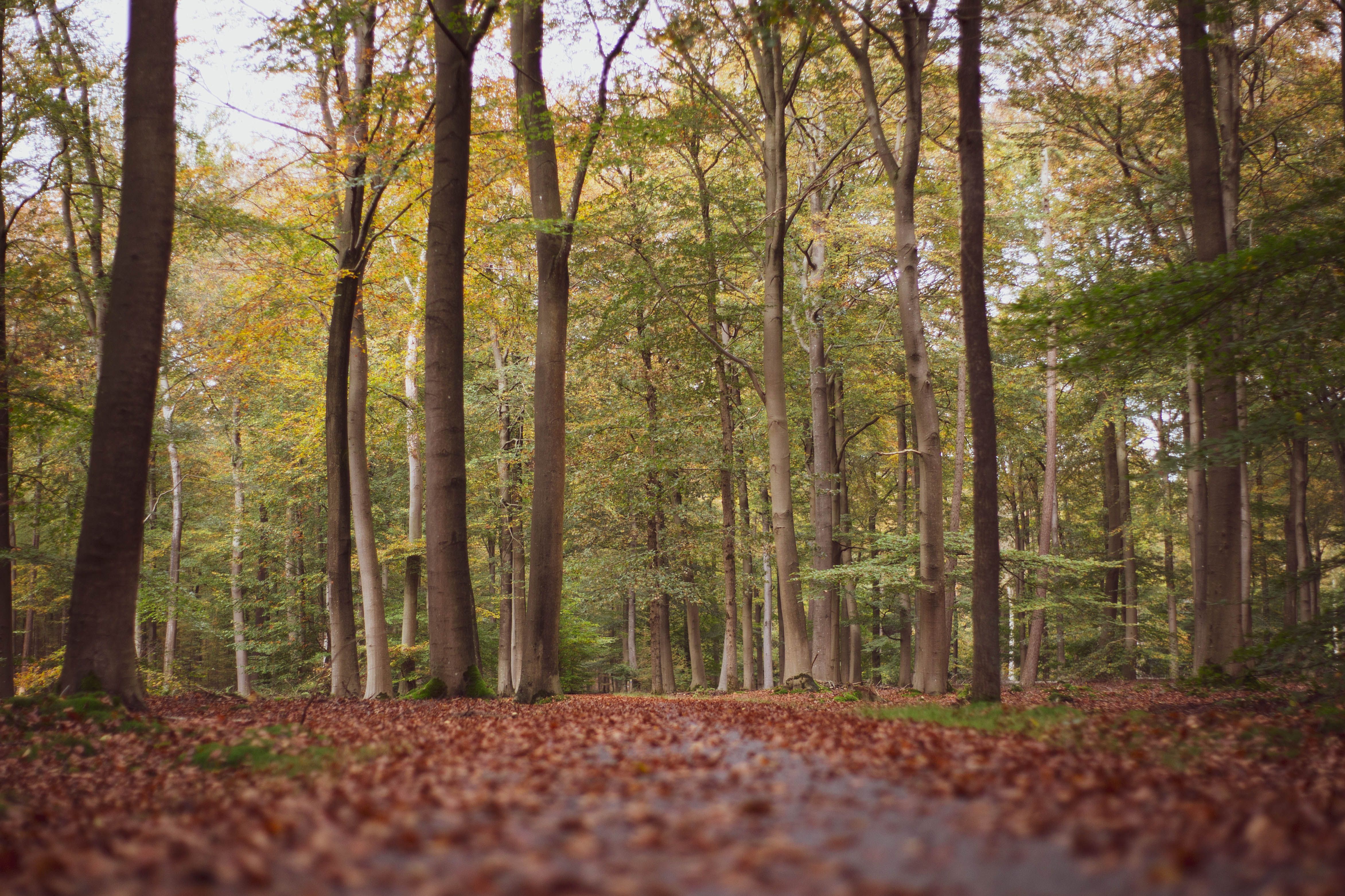 Serene Autumn Forest Path with Fallen Leaves · Free Stock Photo