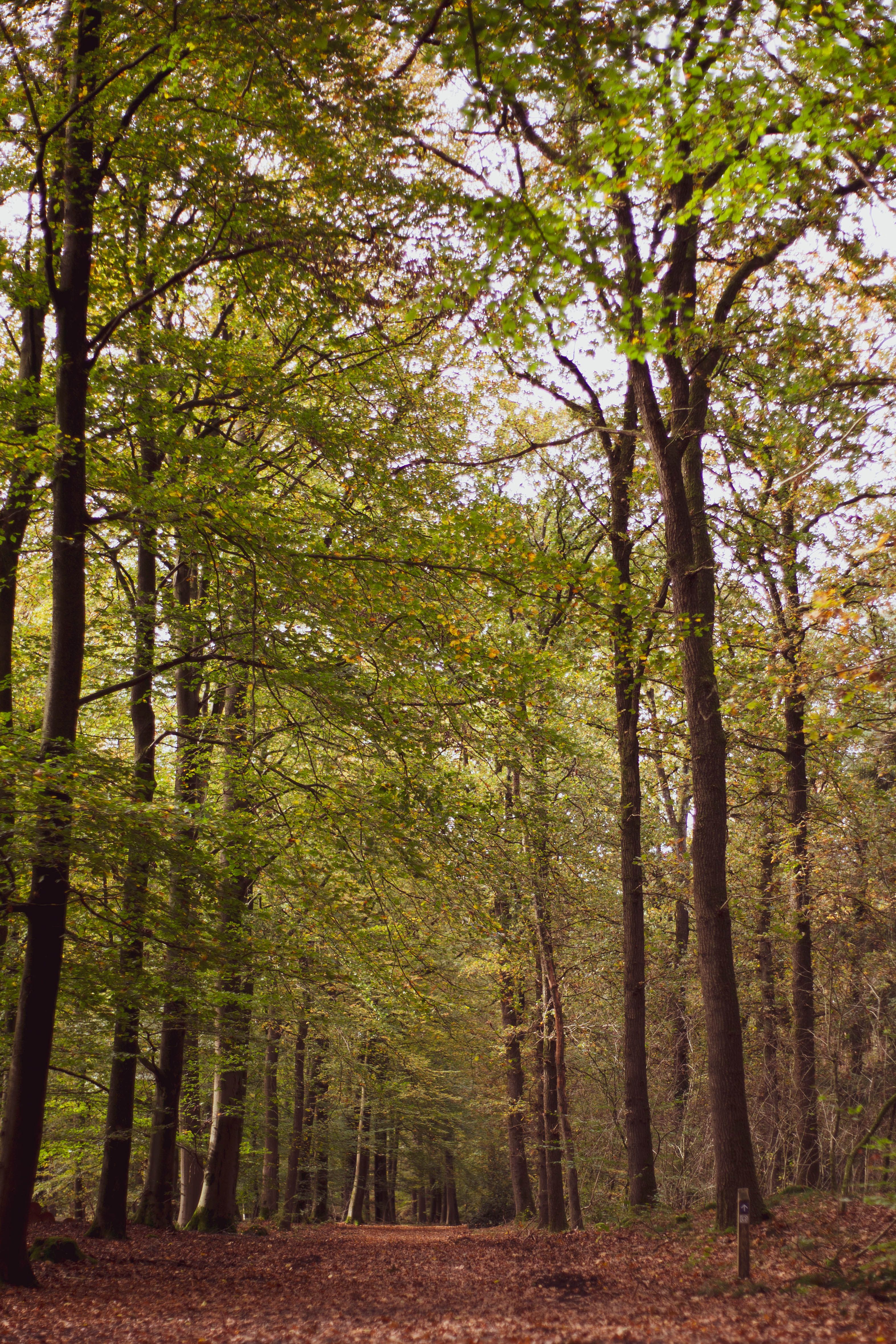 Tranquil scene of a forest path lined with tall trees during autumn.