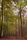 forrest