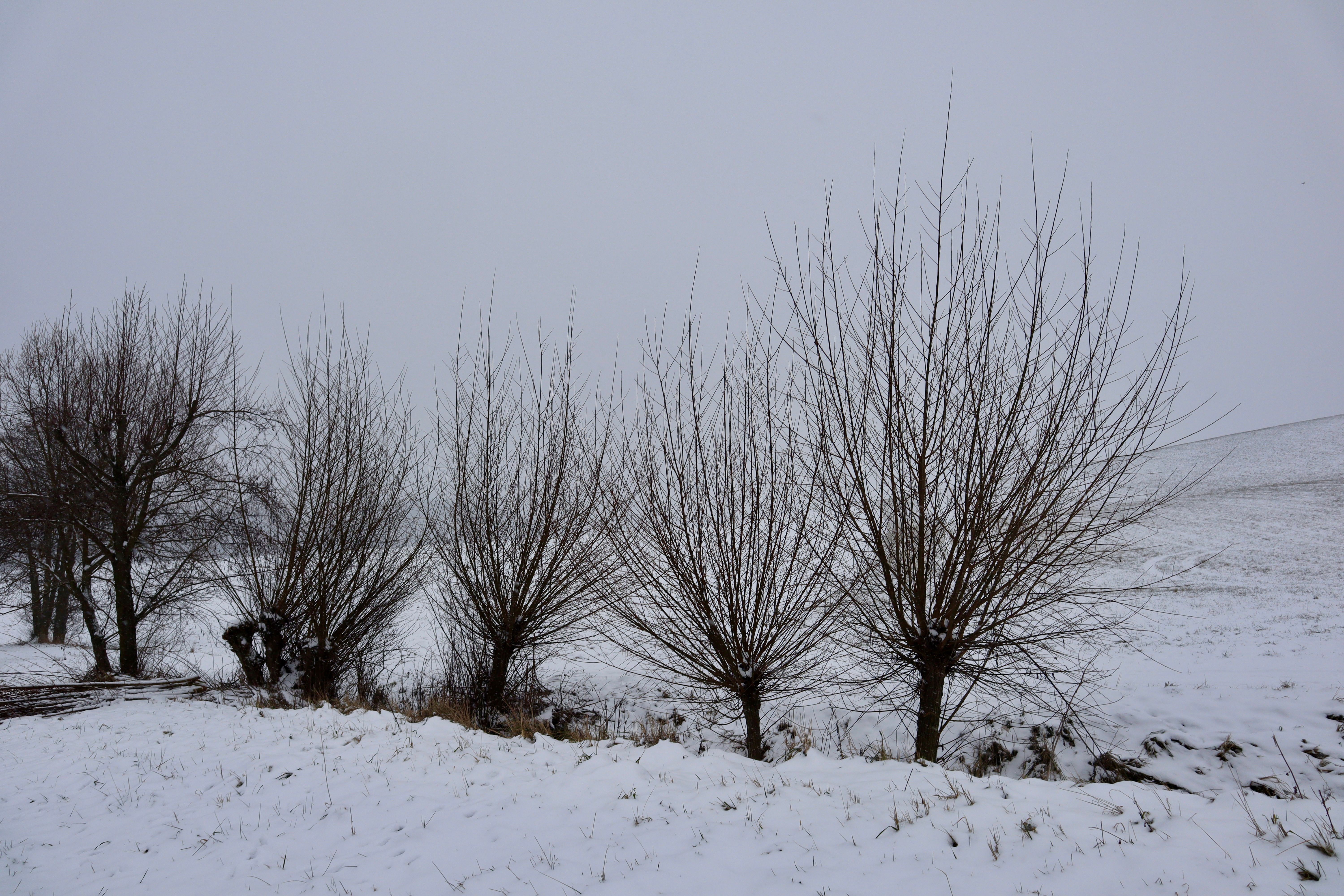 Winter Scene with Bare Trees in Snowy Landscape · Free Stock Photo