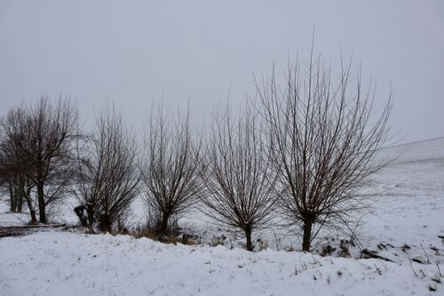 Free Serene winter landscape with leafless trees under snowy conditions. Stock Photo