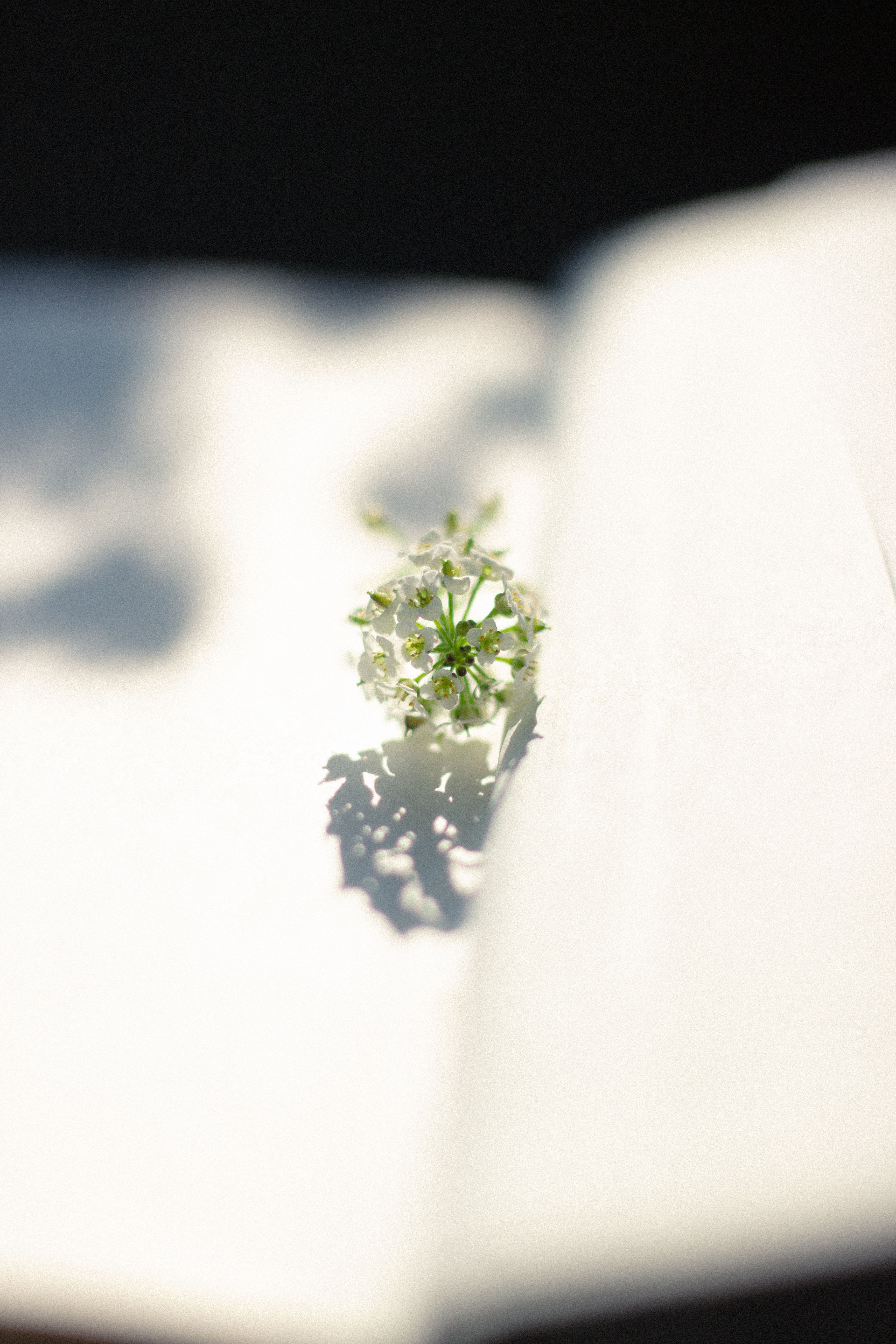Delicate White Flower on Soft Background · Free Stock Photo