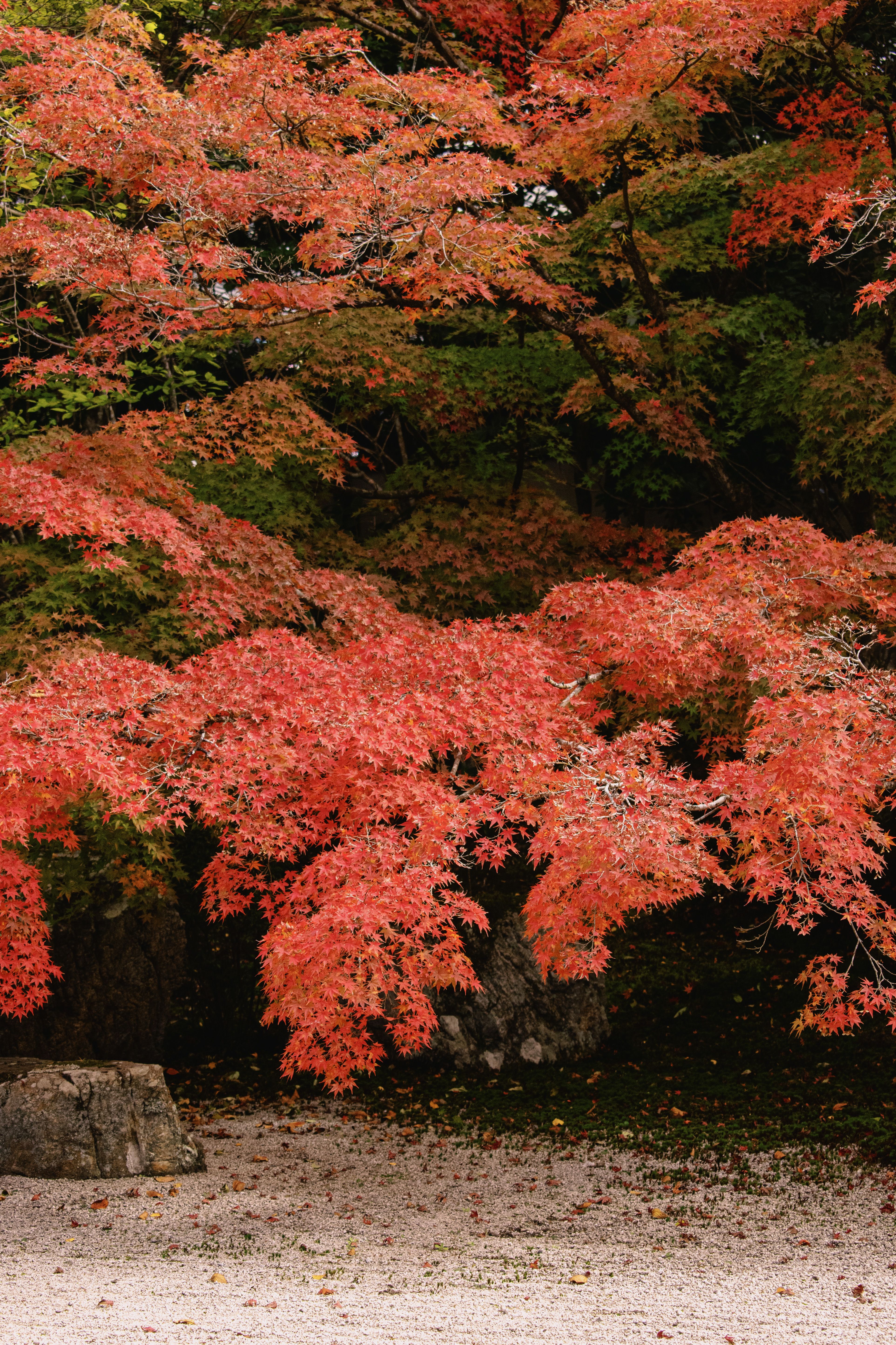 Fotomural Un jardín japonés sereno que exhibe un follaje otoñal de color rojo vibrante, capturando la esencia del otoño.