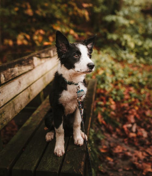 Free Selective Focus Photo of a Short-coated White and Black Puppy Sitting on a Bench Stock Photo