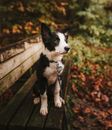 Selective Focus Photo of a Short-coated White and Black Puppy Sitting on a Bench