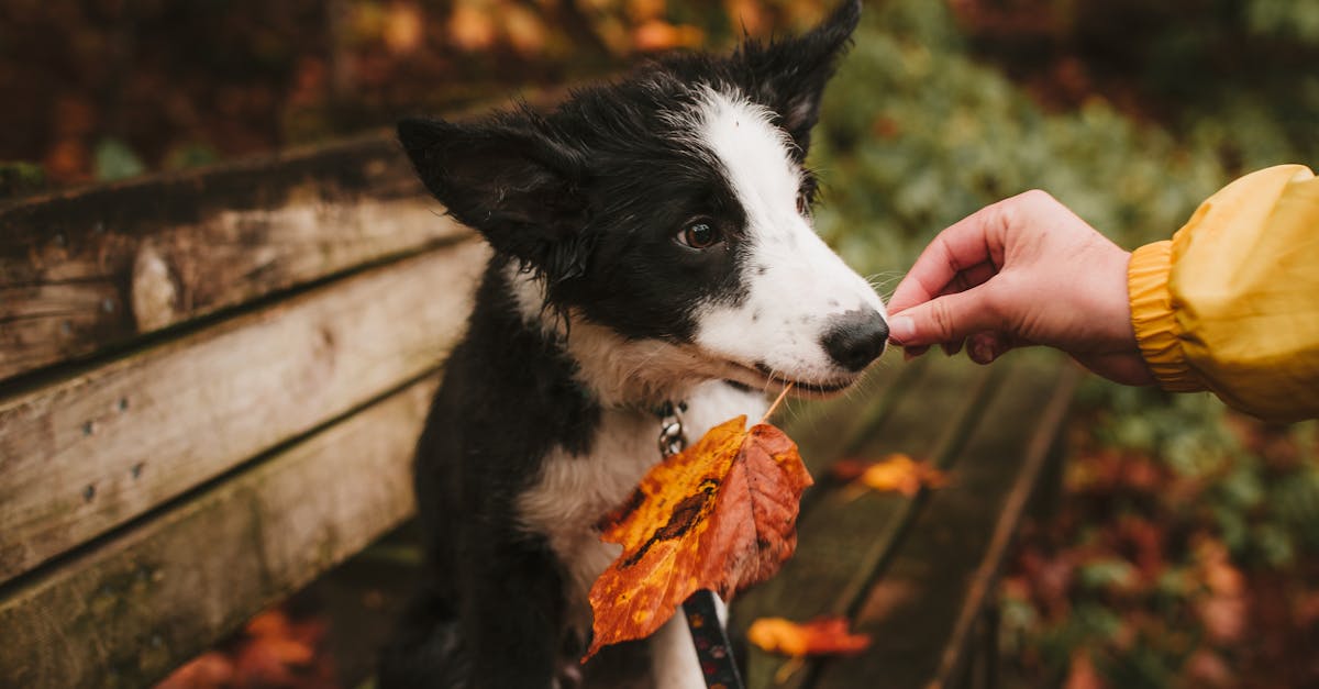 What does obedience mean in Hebrew