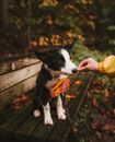 Puppy Sitting in Bench