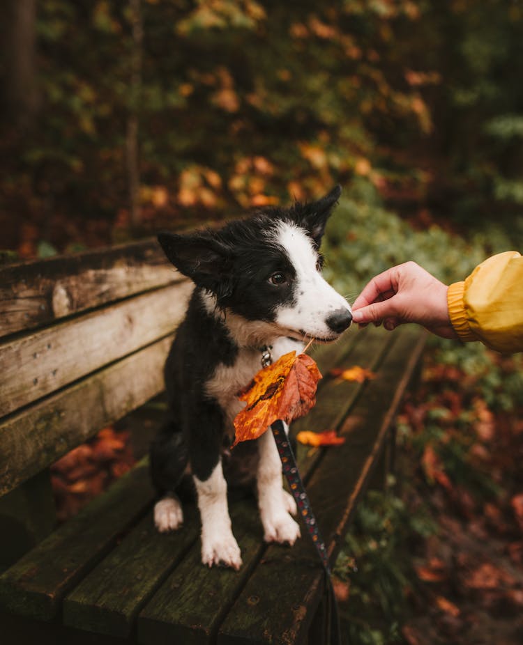 Puppy Sitting In Bench