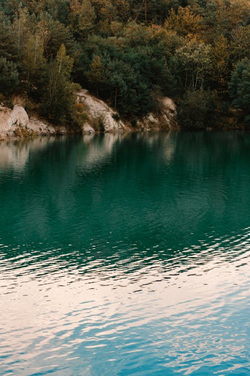 Trees Beside Lake