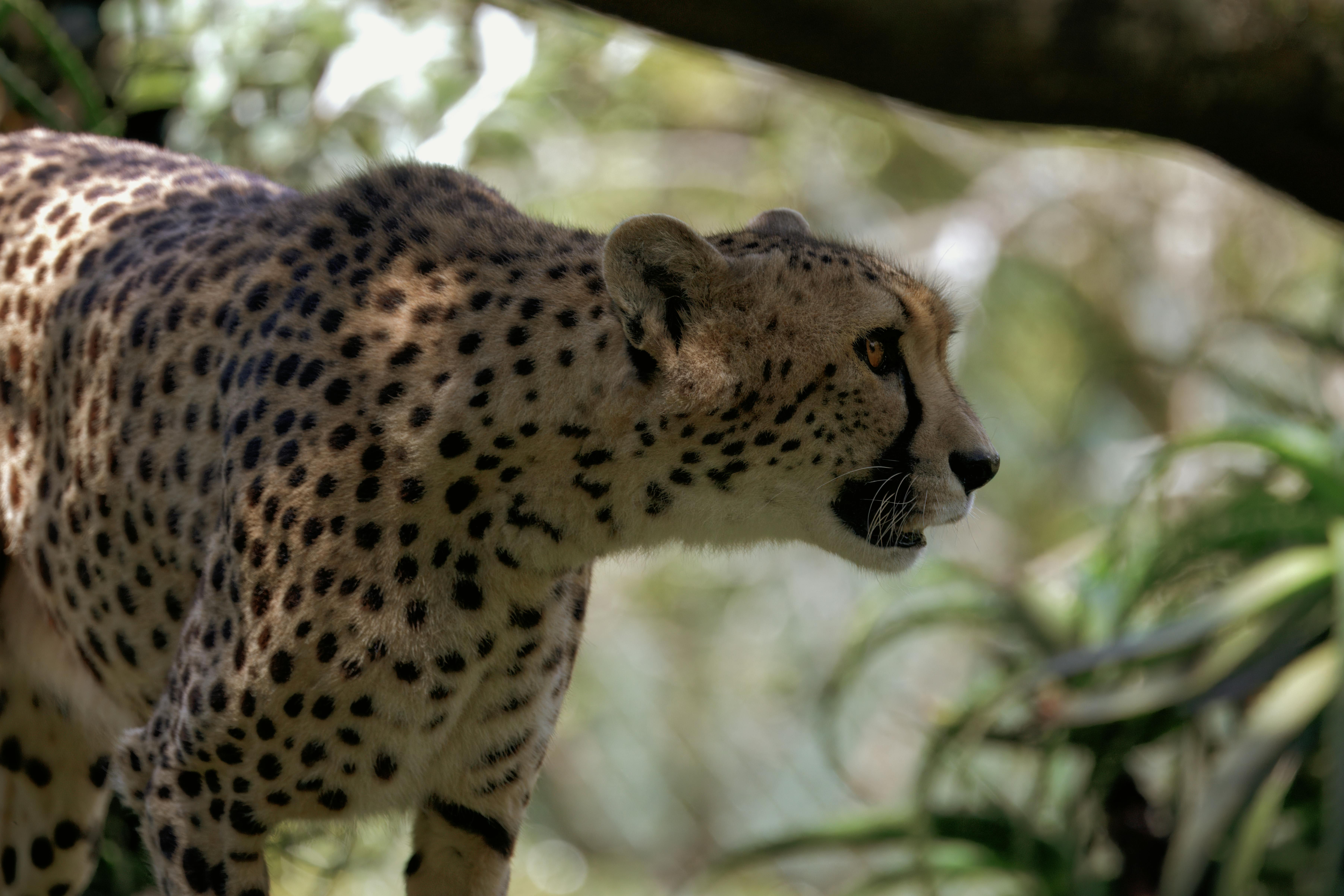 Captivating Moments with Africa's Majestic Creatures