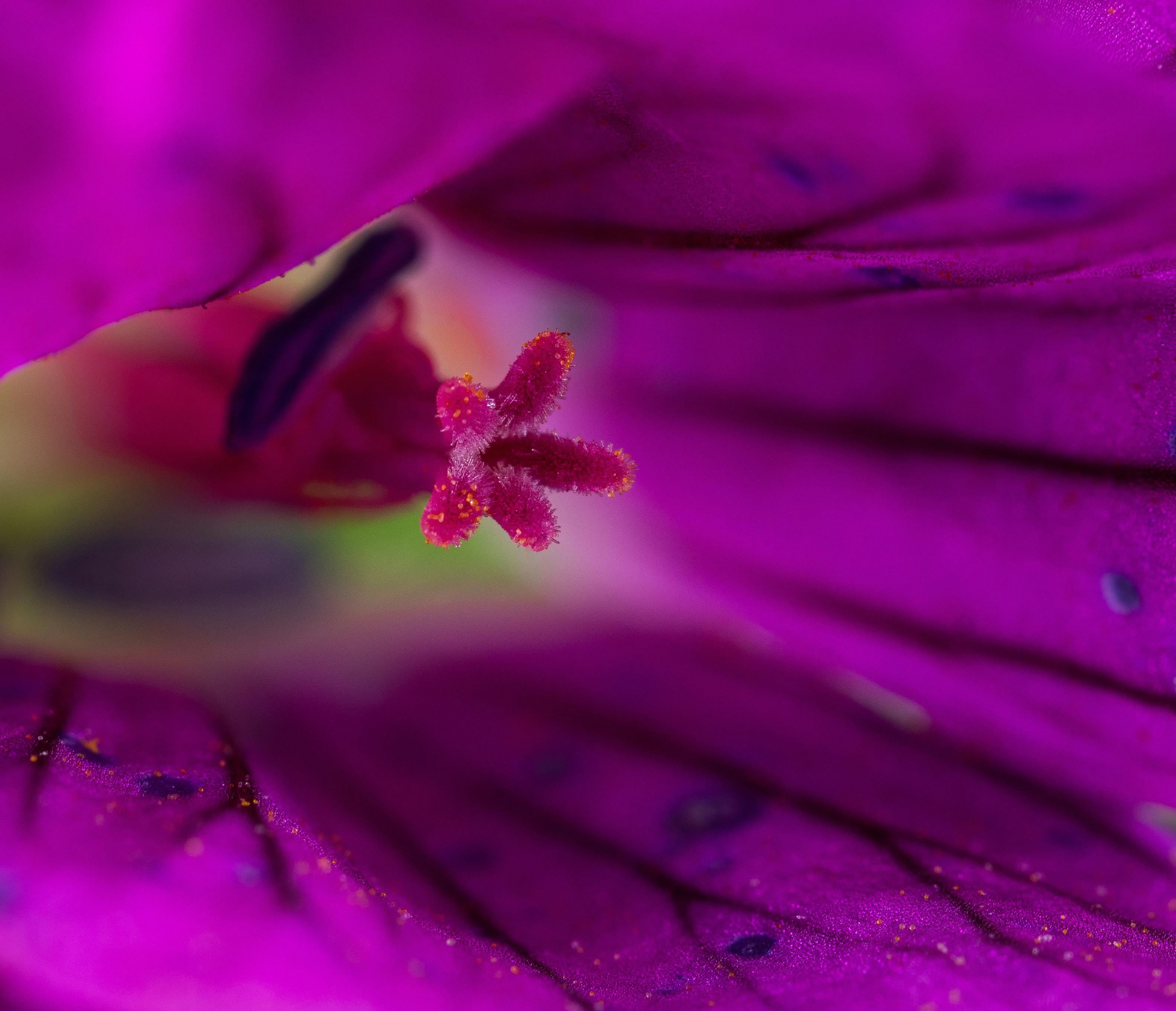 [ColoSach]-close-up-macro-view-focusing-on-the-stamen-of-a-vibrant-purple-flower,-showcasing-natural-beauty.