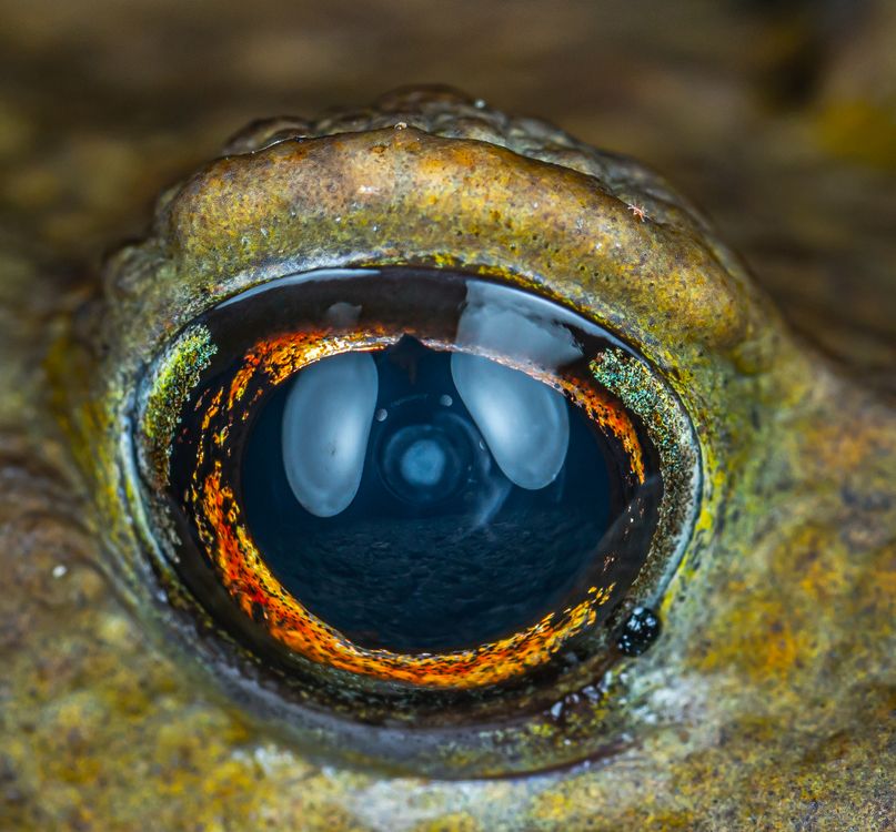 Close-Up Detailed Eye of a Toad with Texture · Free Stock Photo