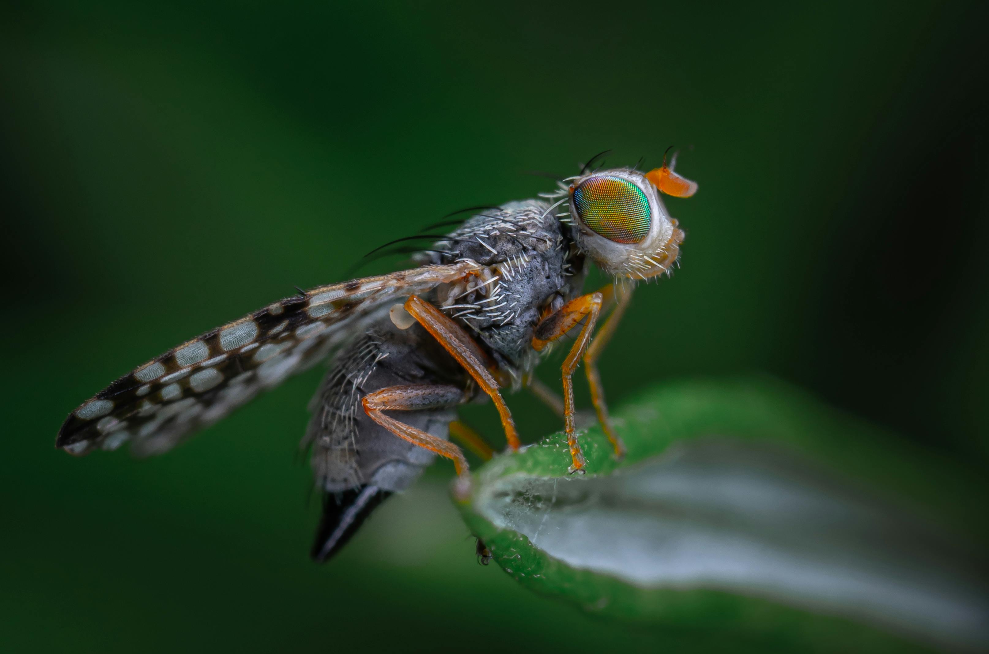 Detailed close-up of a fruit fly resting on a leaf, highlighting its intricate textures and colors.
