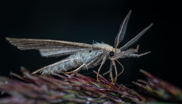Macro shot of a moth with detailed texture on a dark background.