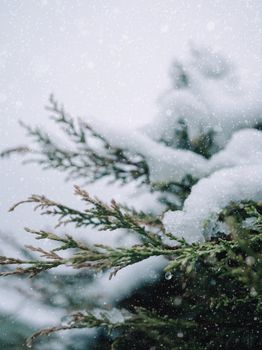 A serene close-up of snow-covered pine branches, capturing the essence of winter.