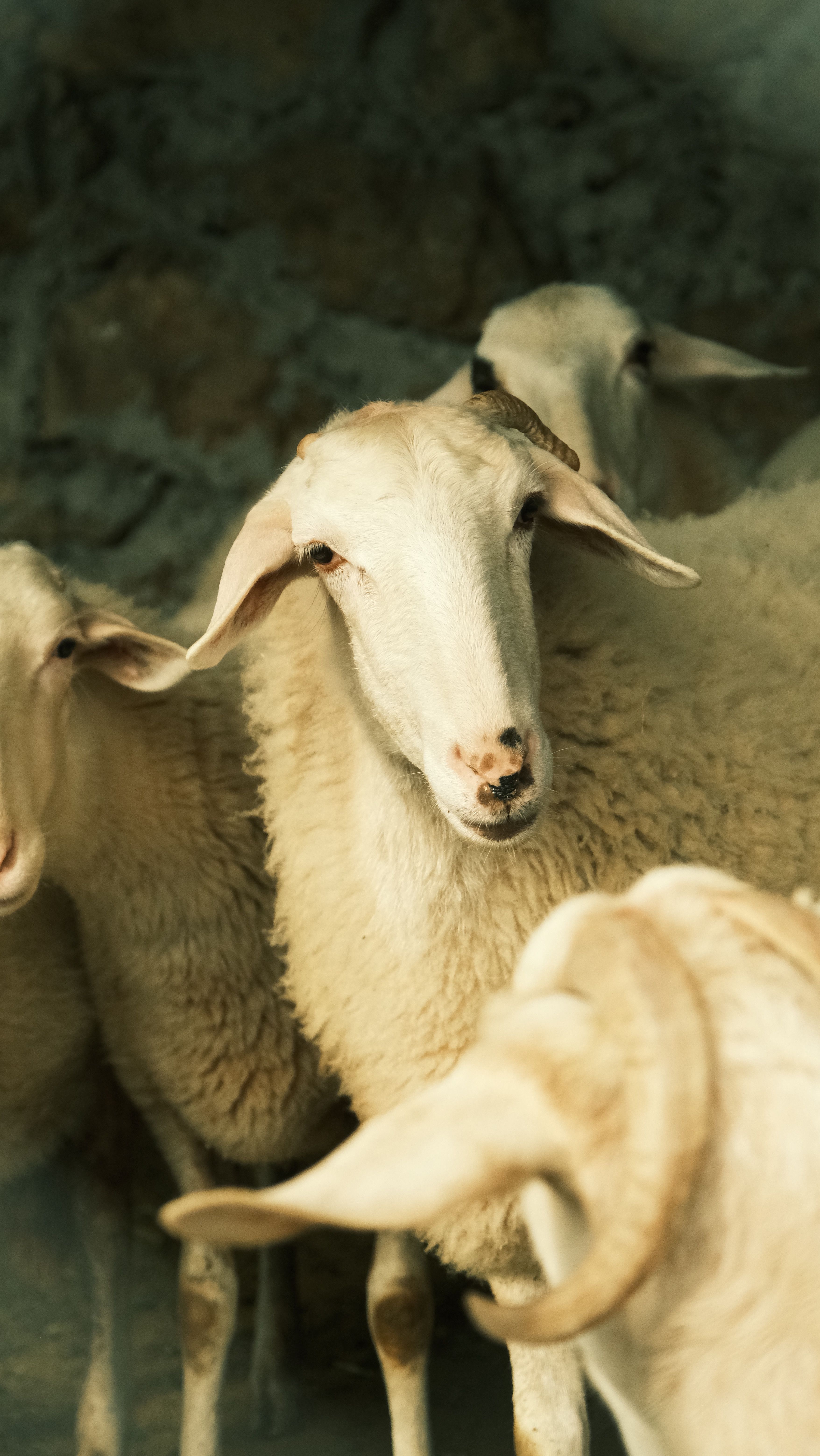 Group of White Sheep in a Barnyard Setting · Free Stock Photo
