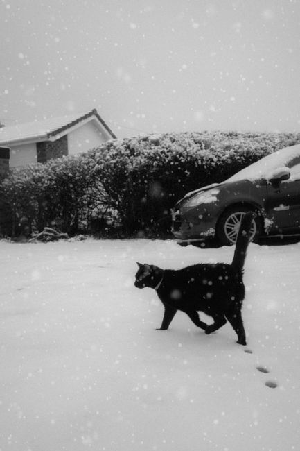 A black cat walks through snow in a suburban neighborhood during winter, creating a calm and serene atmosphere.