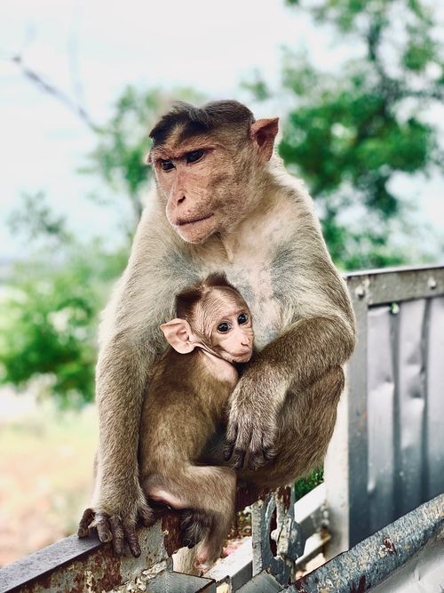 Free A mother monkey affectionately holding her baby with a natural backdrop. Stock Photo