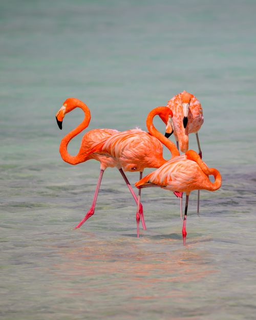Free Beautiful group of pink flamingos standing in the clear waters of the Caribbean on Bonaire island. Stock Photo