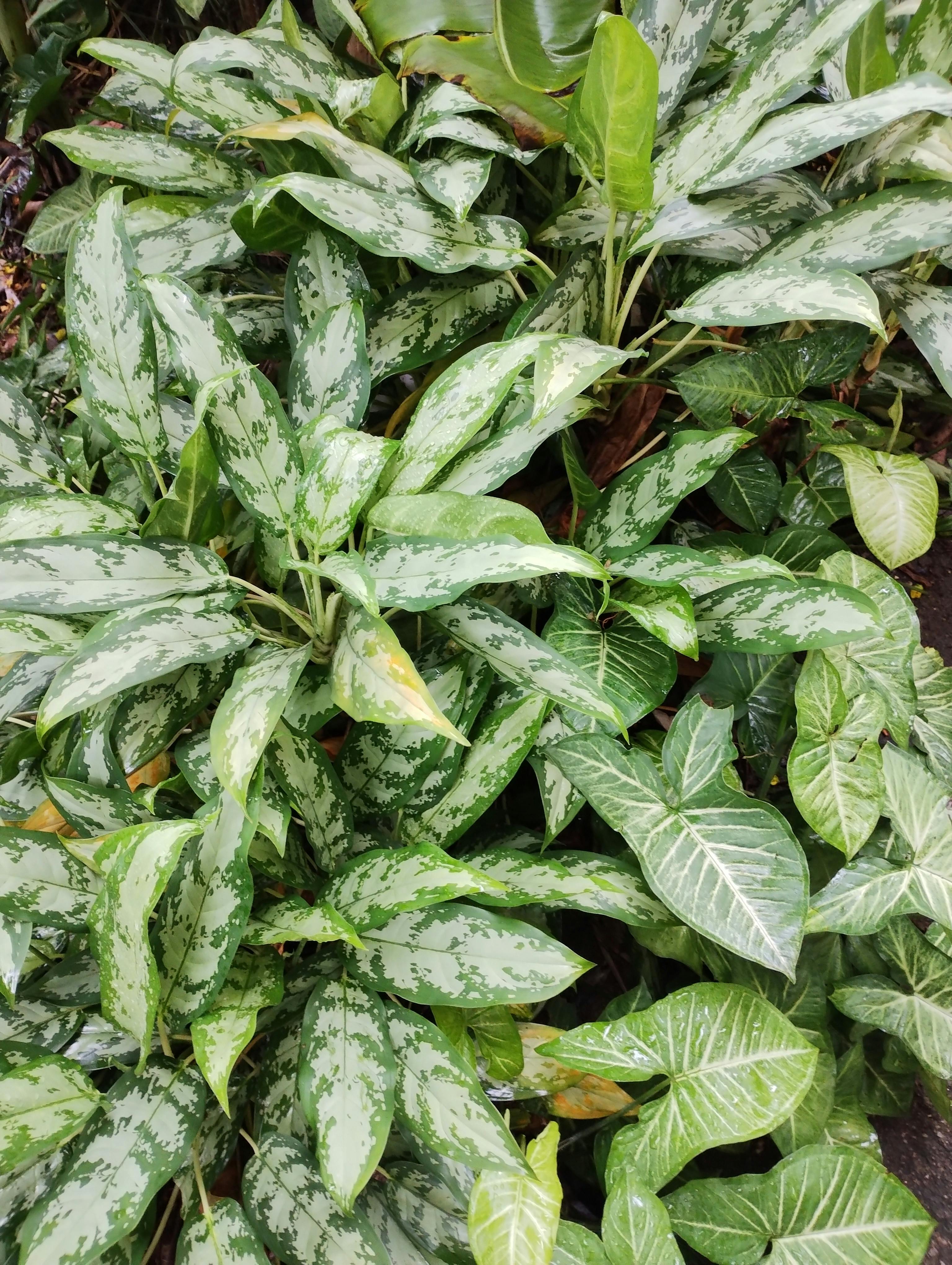 The Rise of Biophilic Design in Home Interiors