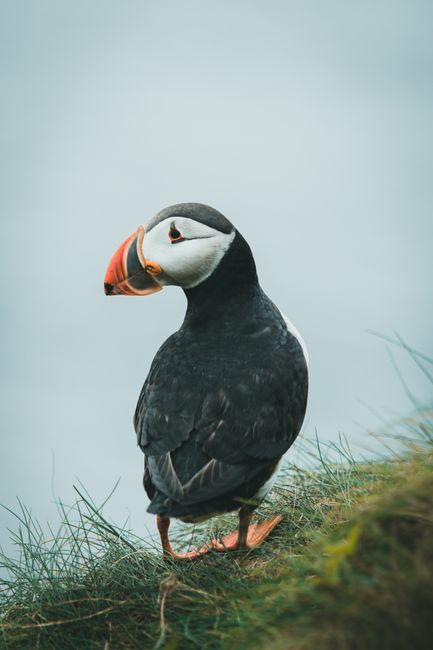A detailed image of an Atlantic Puffin standing on grass by the ocean.